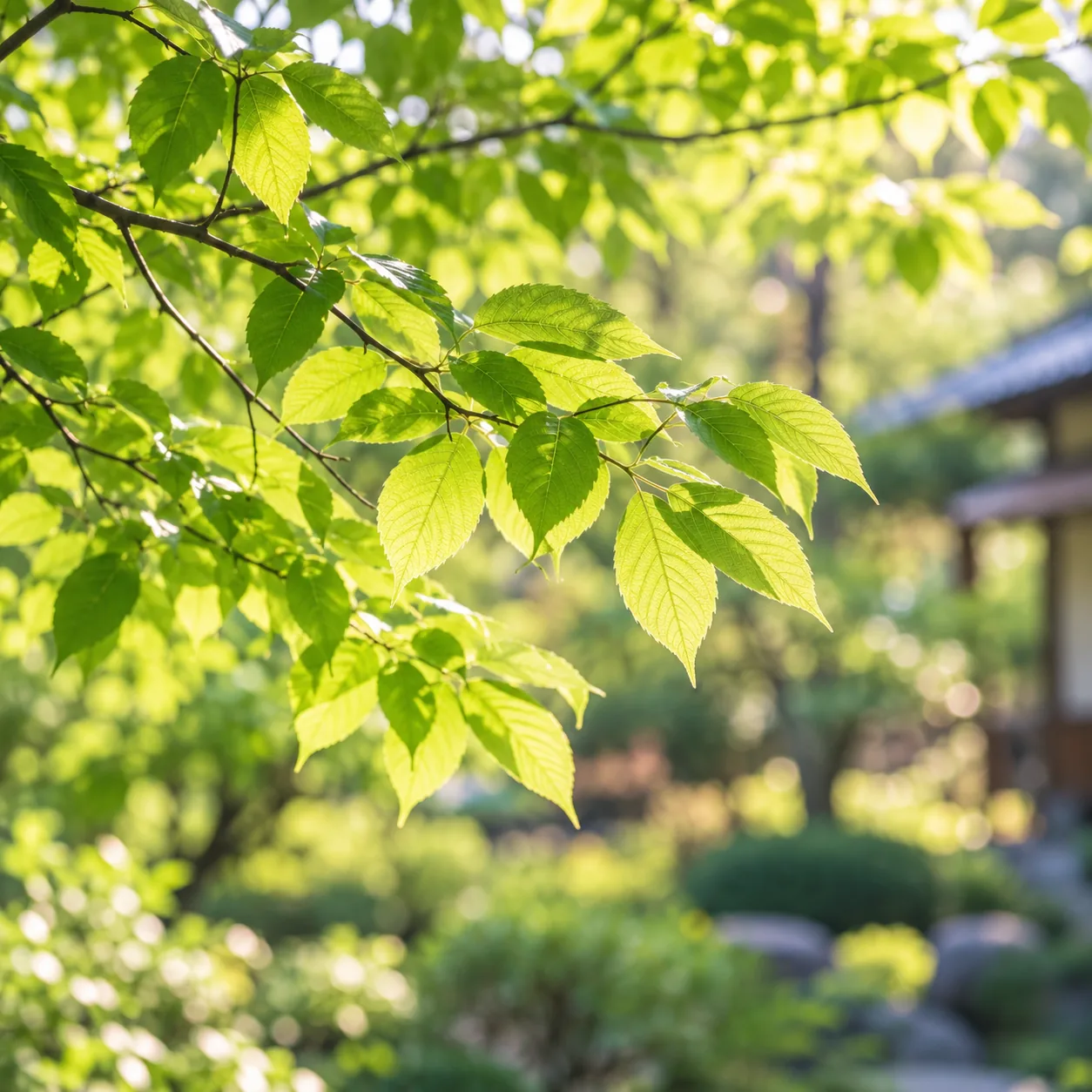 朝の光に透ける若葉