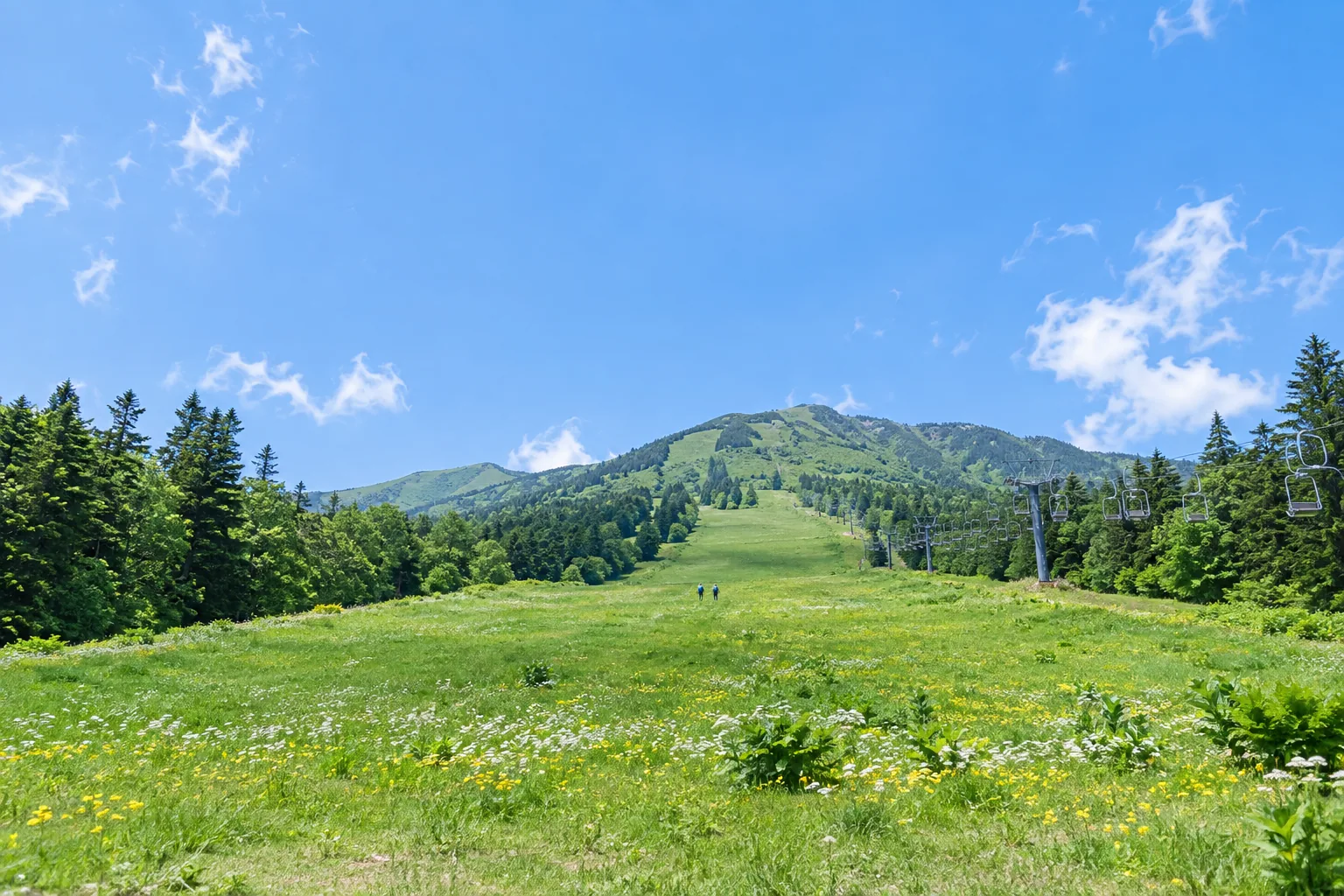 夏の同じ場所。緑の草原と白や黄色の花