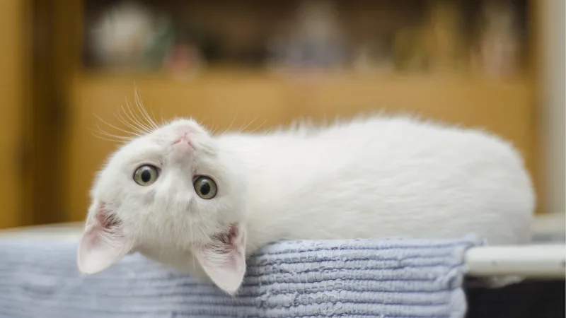 猫