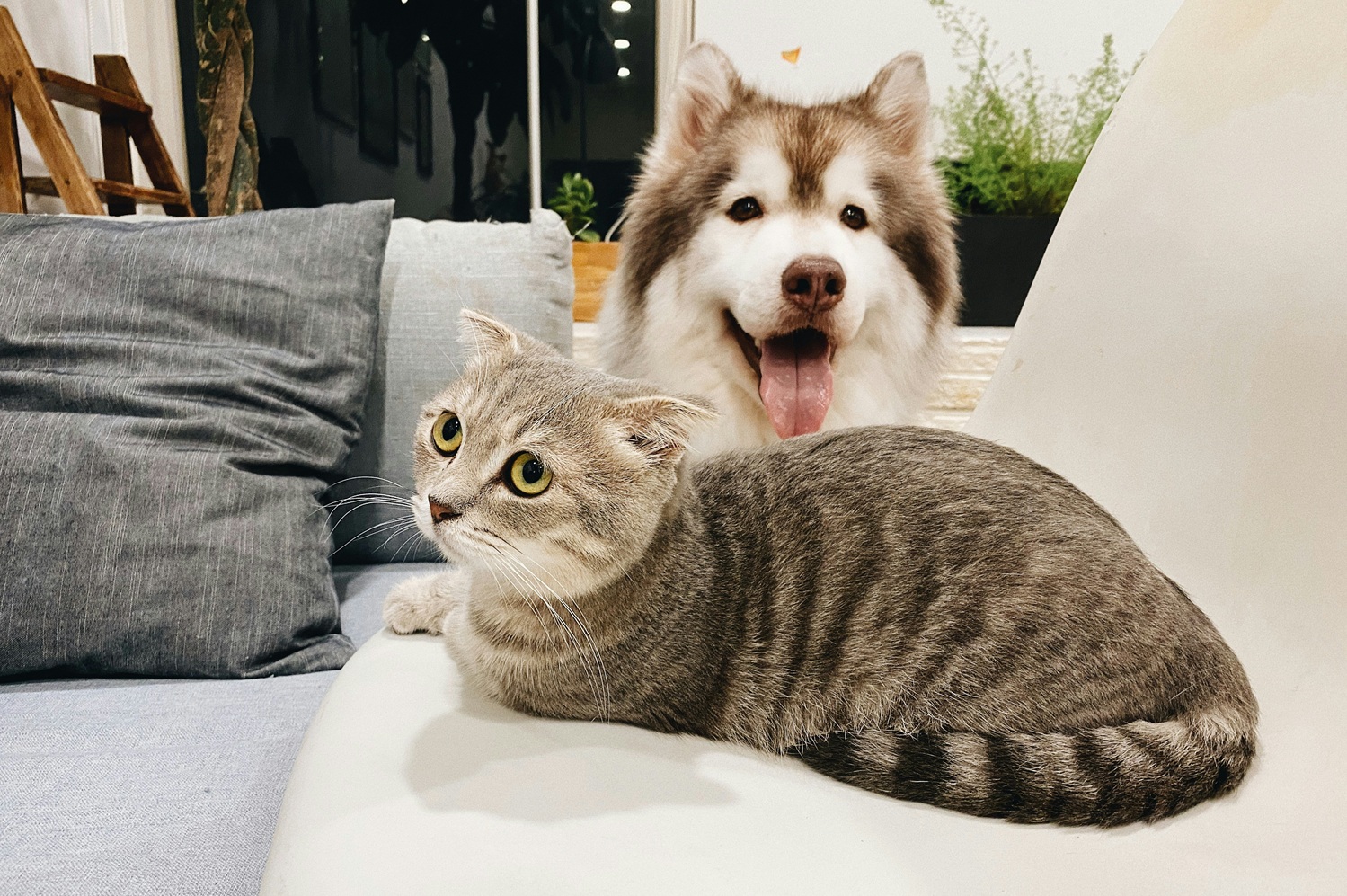 犬猫保護団体PawPaw Smile